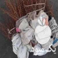 فروش درخت زرشک پر ریشه در بیرجند در گروه خرید فروش عمده ازگیل و تمشک و زرشک - ژاپنی فروش مستقیم در یکمیوه