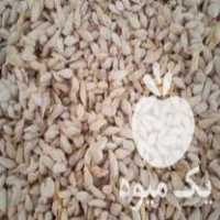 فروش تخم نارنج خشک تمیز در گتاب در گروه خرید فروش عمده نارنج - میوه شمال جنوب خرید و فروش عمده در یکمیوه