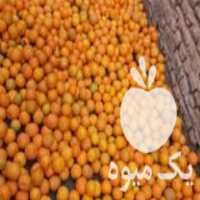 فروش نارنج در گتاب در گروه خرید فروش عمده نارنج - میوه شمال جنوب خرید و فروش عمده در یکمیوه