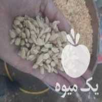 فروش تخم نارنج 250 کیلو در گتاب در گروه خرید فروش عمده نارنج - میوه شمال جنوب خرید و فروش عمده در یکمیوه