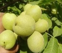 نهالستان رویال نهال مهدیزاده در تکاب در گروه خرید فروش نهال - انواع گردو پسته بادام سلطانی انگور در یکمیوه