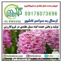 فروش پخش عمده گل سنبل هلندی در قیروکارزین در فارس در گروه خرید فروش عمده گیاهان زینتی - گرمسیری آپارتمانی باغچه آب در یکمیوه