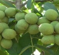 گردو خوشه ای اریان نهال امیر ir در کرج در گروه خرید فروش نهال - انواع گردو پسته بادام سلطانی انگور در یکمیوه