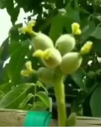 اوریان نهال مهدیزاده در سراب در گروه خرید فروش نهال - انواع گردو پسته بادام سلطانی انگور در یکمیوه