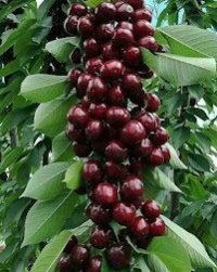 رویال نهال امیرi در ارومیه در گروه خرید فروش نهال - انواع گردو پسته بادام سلطانی انگور در یکمیوه