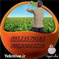 فروش مشاوره جهت کاشت بذر چغندر قند در تهران در گروه خرید فروش عمده چغندر - قند لبویی قرمز سفید در یکمیوه