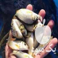 مرکز فروش انواع بچه ماهی کپور آمور ماهی قرمز ارسال تمام ایرا در اصفهان در گروه انواع ماهی - سالمون شیر کپور قرمز شوریده سفید گوپی مرکب در یکمیوه
