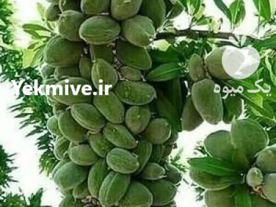 رویان نهال منصور مهدیزاده در چهارباغ در گروه خرید فروش نهال - انواع گردو پسته بادام سلطانی انگور در یکمیوه -عکس3