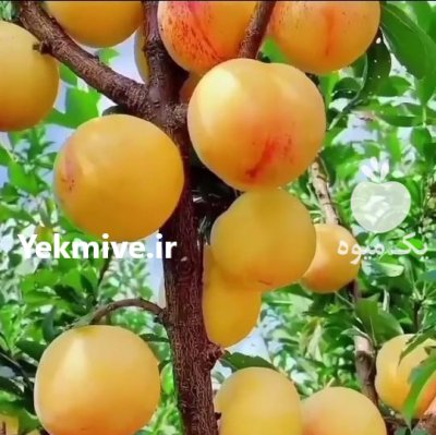 رویان نهال منصور مهدیزاده در چهارباغ در گروه خرید فروش نهال - انواع گردو پسته بادام سلطانی انگور در یکمیوه -عکس4