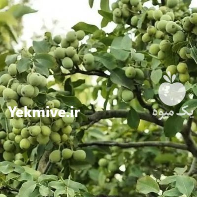 رویان نهال منصور مهدیزاده در دهلران در گروه خرید فروش نهال - انواع گردو پسته بادام سلطانی انگور در یکمیوه -عکس4