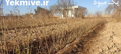 فروش نهال انار نادری بادرود در کرج در گروه خرید فروش نهال - انواع گردو پسته بادام سلطانی انگور در یکمیوه -عکس1