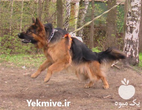 فروش ژرمن شپرد نگهبان در تهران در گروه سگ و گربه _ نگهبان هاسکی ژرمن دوبرمن سرابی در یکمیوه -عکس1