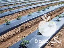 فروش نایلون کشاورزی در اصفهان در گروه خرید فروش انواع پوشش ها و ورق ها - پلی استر پلی کربنات نایلون در یکمیوه -عکس1