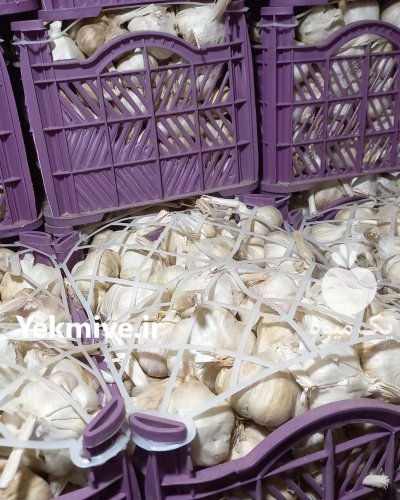 سیر همدان در تهران در گروه خرید فروش عمده سیر - تازه خام ترشی خشک صادراتی در یکمیوه -عکس1