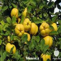 فروش تولید نهال به در یزد در گروه خرید فروش نهال - انواع گردو پسته بادام سلطانی انگور در یکمیوه