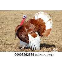 فروش تخم بوقلمون بوربن در تهران در گروه انواع تخم ها - مرغ بوقلمون پرنده عمده کشاورزی در یکمیوه