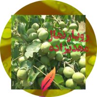 رویان نهال منصور مهدیزاده در دهلران در گروه خرید فروش نهال - انواع گردو پسته بادام سلطانی انگور در یکمیوه