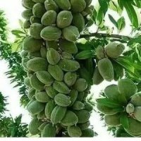 رویان نهال منصور مهدیزاده در باغ بهادران در گروه خرید فروش نهال - انواع گردو پسته بادام سلطانی انگور در یکمیوه