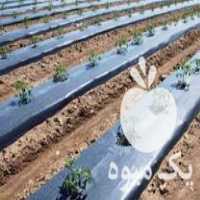 فروش نایلون کشاورزی در اصفهان در گروه خرید فروش انواع پوشش ها و ورق ها - پلی استر پلی کربنات نایلون در یکمیوه