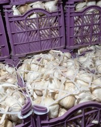 سیر همدان در تهران در گروه خرید فروش عمده سیر - تازه خام ترشی خشک صادراتی در یکمیوه