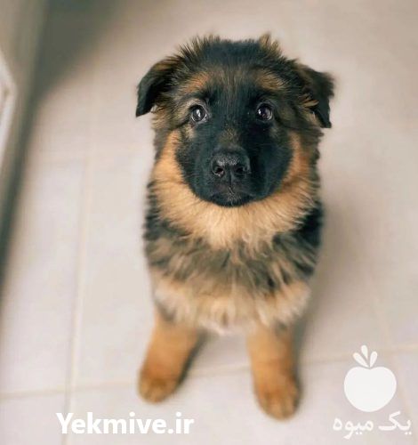 فروش سگ ژرمن بالغ نر و ماده در تبریز در گروه سگ و گربه _ نگهبان هاسکی ژرمن دوبرمن سرابی در یکمیوه -عکس1