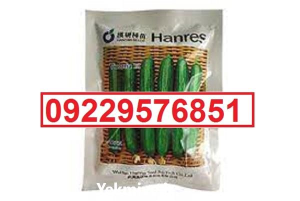 بذر خیار ویکتوریا پرفروش اصل  در کرمان  در گروه خرید فروش بذر - انواع محصول کشاورزی گوجه کتان میوه درخت در یکمیوه -عکس1