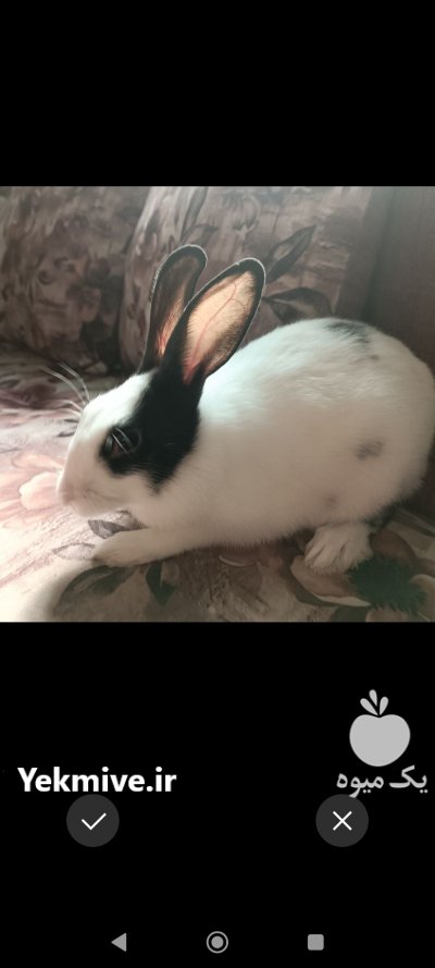 خرگوش نر 4 ماهه در بندرعباس در گروه حیوانات خانگی - خرید و فروش در یکمیوه -عکس1