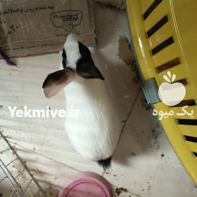 خرگوش نر 4 ماهه در بندرعباس در گروه حیوانات خانگی - خرید و فروش در یکمیوه -عکس2