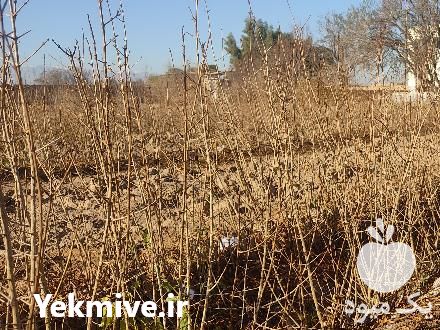 فروش نهال انار نادری بادرود در اصفهان در گروه خرید فروش نهال - انواع گردو پسته بادام سلطانی انگور در یکمیوه -عکس1