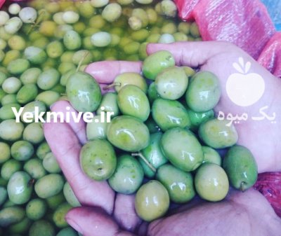 زیتون کنسروی در زنجان در گروه خرید فروش عمده زیتون - سبز سیاه بندری پاکستانی طارم در یکمیوه -عکس2