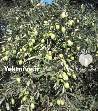 زیتون کنسروی در زنجان در گروه خرید فروش عمده زیتون - سبز سیاه بندری پاکستانی طارم در یکمیوه -عکس3