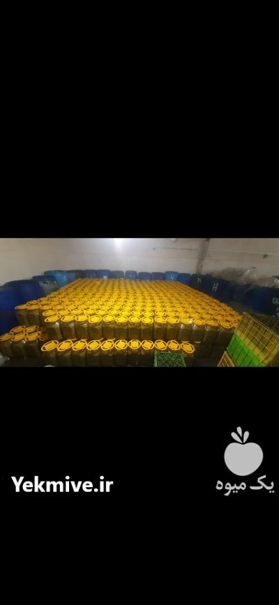 ارقام زیتون فرآوری شده طارم در آب بر در گروه خرید فروش عمده زیتون - سبز سیاه بندری پاکستانی طارم در یکمیوه -عکس2