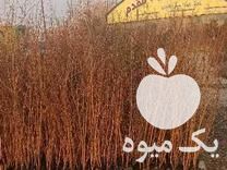 فروش نهال انار دون سیاه کاشمر در تهران در گروه خرید فروش نهال - انواع گردو پسته بادام سلطانی انگور در یکمیوه -عکس1