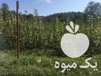 فروش کلی نهال صنوبر در سورک در گروه خرید فروش نهال - انواع گردو پسته بادام سلطانی انگور در یکمیوه -عکس1