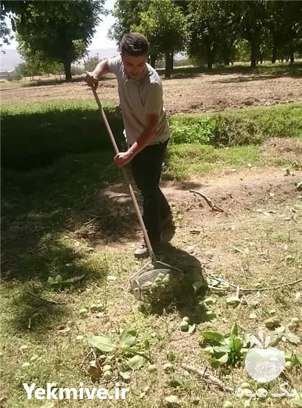 فروش گردو جمع کن در اصفهان در گروه خرید فروش لوازم باغبانی - خرید فروش نو دست دوم در یکمیوه -عکس1