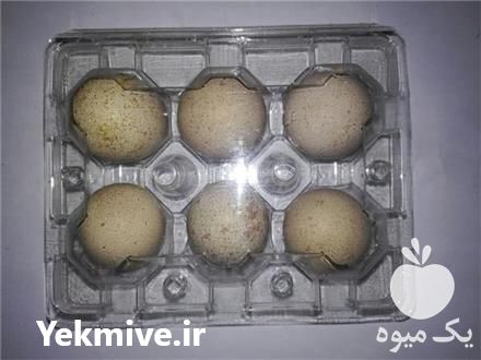فروش تخم کبک نطفه دار در مشهد در خراسان رضوی در گروه انواع تخم ها - مرغ بوقلمون پرنده عمده کشاورزی در یکمیوه -عکس1
