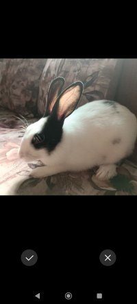 خرگوش نر 4 ماهه در بندرعباس در گروه حیوانات خانگی - خرید و فروش در یکمیوه