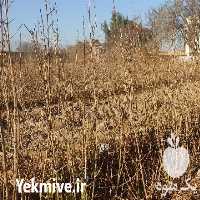 فروش نهال انار نادری بادرود در اصفهان در گروه خرید فروش نهال - انواع گردو پسته بادام سلطانی انگور در یکمیوه