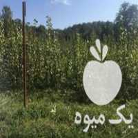 فروش کلی نهال صنوبر در سورک در گروه خرید فروش نهال - انواع گردو پسته بادام سلطانی انگور در یکمیوه