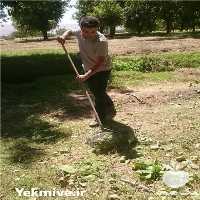 فروش گردو جمع کن در اصفهان در گروه خرید فروش لوازم باغبانی - خرید فروش نو دست دوم در یکمیوه