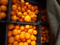 آگهی مشابه نارنگی خارو و پرتقال محلی در مرودشت در گروه خرید فروش عمده نارنگی - ژاپنی بندر فروش عمده محصولات در یکمیوه