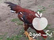 فروش جوجه و مرغ ویروس لاری اصیل در قائم شهر در گروه مرغ و خروس و بوقلمون و اردک قو قاز در یکمیوه -عکس1