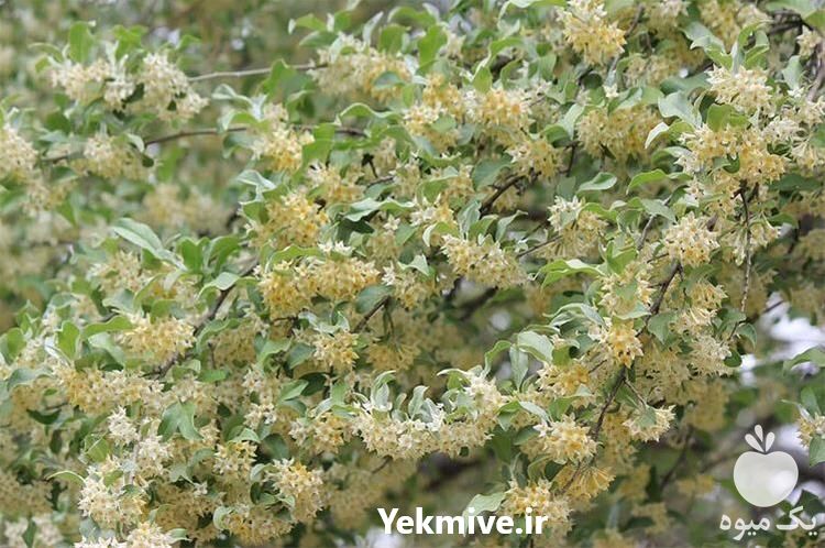 فروش نهال میوه های کمیاب در تهران در گروه خرید فروش نهال - انواع گردو پسته بادام سلطانی انگور در یکمیوه -عکس1