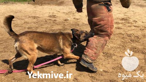 فروش توله سگ مالینویز در تهران در گروه سگ و گربه _ نگهبان هاسکی ژرمن دوبرمن سرابی در یکمیوه -عکس1