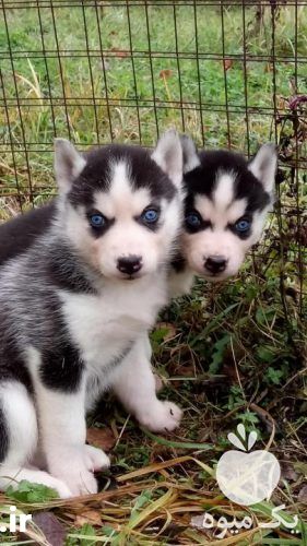 فروش سگ هاسکی چشم آبی در تهران در گروه سگ و گربه _ نگهبان هاسکی ژرمن دوبرمن سرابی در یکمیوه -عکس1