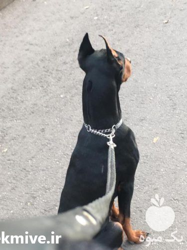فروش توله دوبرمن در کرج در گروه سگ و گربه _ نگهبان هاسکی ژرمن دوبرمن سرابی در یکمیوه -عکس1