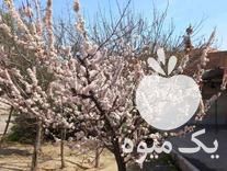 فروش 50 اصله نهال متنوع میوه درخت گردو در باغستان در گروه خرید فروش نهال - انواع گردو پسته بادام سلطانی انگور در یکمیوه -عکس1