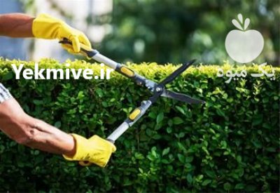 سفارش قیچی هرس دسته بلند و کوتاه در شهرکرد در گروه خرید فروش ابزار ها و تجهیزات کشاورزی - دستی برقی ماشینی بیل کلنگ در یکمیوه -عکس1