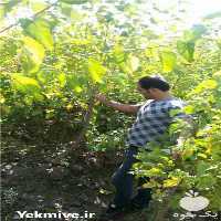 فروش نهال توت نرک و زیتون تلخ در شهریار در گروه خرید فروش نهال - انواع گردو پسته بادام سلطانی انگور در یکمیوه