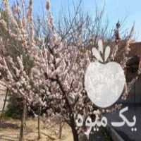 فروش 50 اصله نهال متنوع میوه درخت گردو در باغستان در گروه خرید فروش نهال - انواع گردو پسته بادام سلطانی انگور در یکمیوه